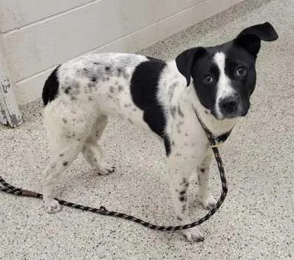 A young medium-sized female Black Mixed Breed dog named Irma for adoption in Kansas City, MO