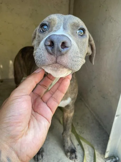 A young small-sized male American Staffordshire Terrier dog named Lennox for adoption in Fort Myers, FL