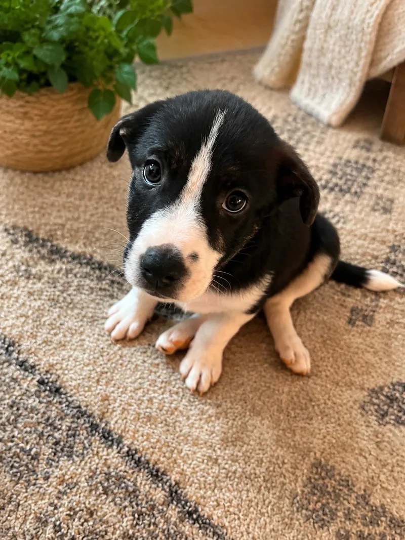 Penny