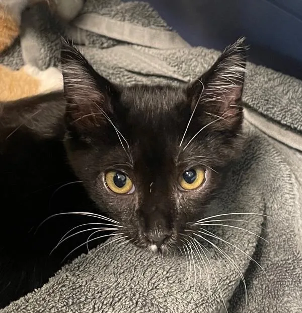 A baby small-sized male Domestic Short Hair cat named TShirt for adoption in San Diego, CA
