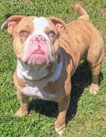 A young medium-sized female American Bulldog dog named Riri for adoption in Akron, OH