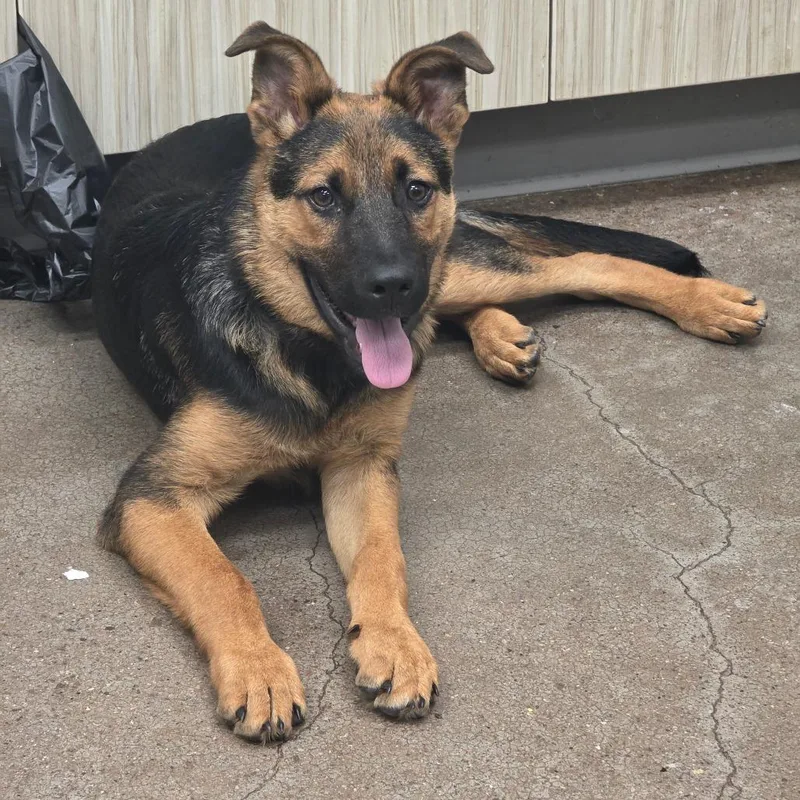 A baby medium-sized male Black German Shepherd Dog dog named Patten for adoption in Chattanooga, TN