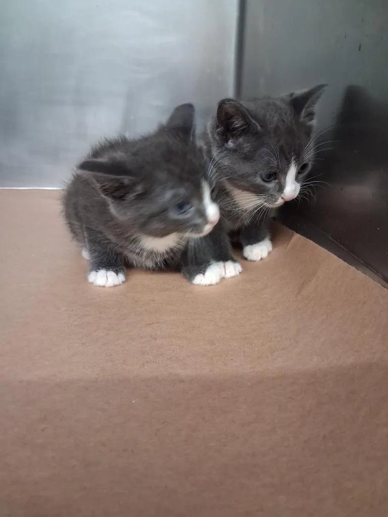 A baby large-sized male Domestic Short Hair cat named Sutton for adoption in Cartersville , GA