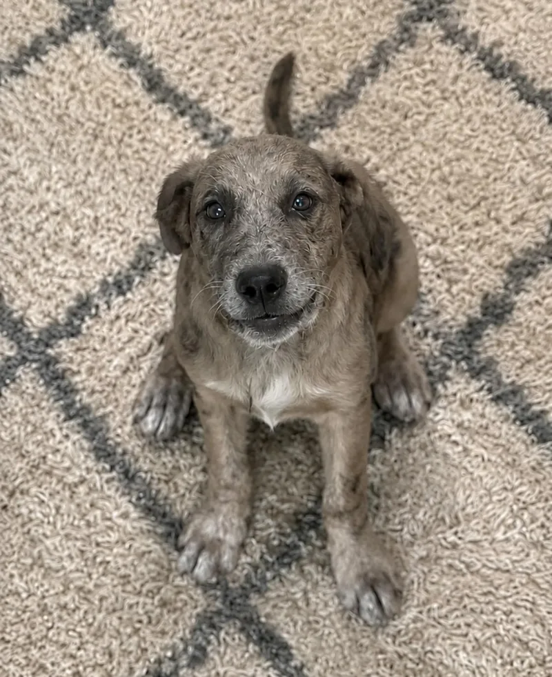 A baby medium-sized female Mixed Breed dog named Millie  the Gentle for adoption in Houston, TX