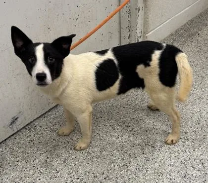 A young medium-sized female White / Cream Mixed Breed dog named Sasha for adoption in Kansas City, MO