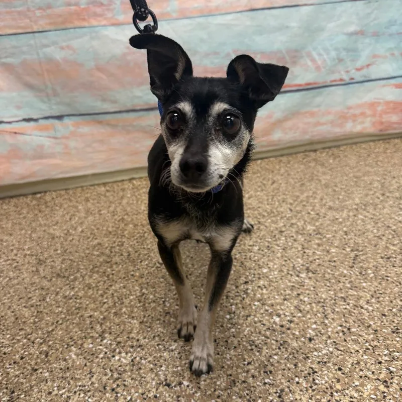 Dinosaur thumbnail 2