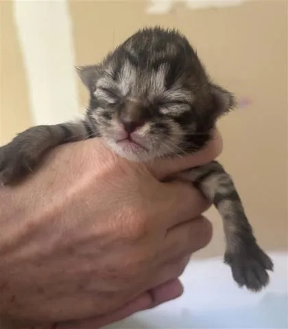 A baby small-sized male Domestic Short Hair cat named Robin for adoption in West Chester, PA