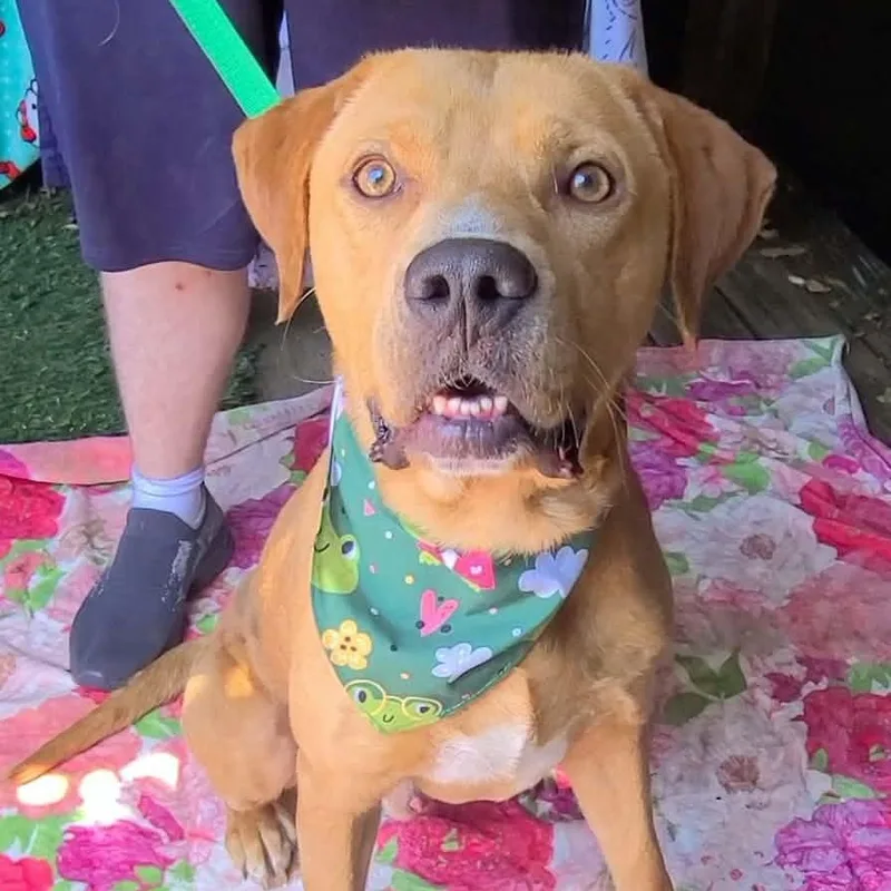 An adult medium-sized male Golden Labrador Retriever dog named Duke for adoption in Woolwich, ME