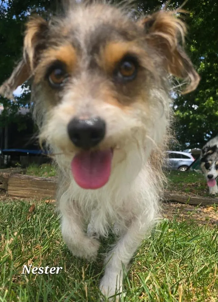 An adult small-sized male Gray / Blue / Silver Wire Fox Terrier dog named Nester for adoption in Middletown, CT