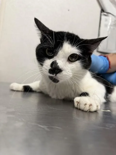 A young small-sized male Domestic Short Hair cat named Karl for adoption in San Bernardino, CA
