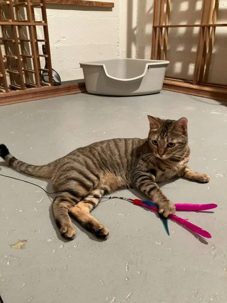A young medium-sized female Domestic Short Hair cat named Cleomabel for adoption in St. Helens, OR