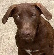 A young medium-sized male Labrador Retriever dog named Garnet for adoption in Carrollton, GA