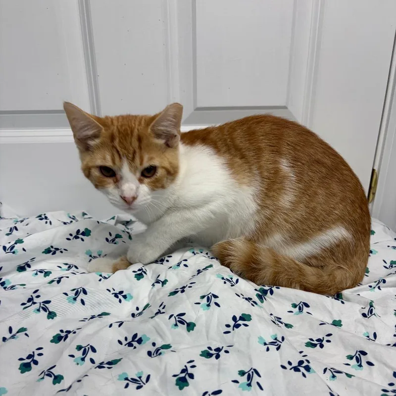 Skipper
