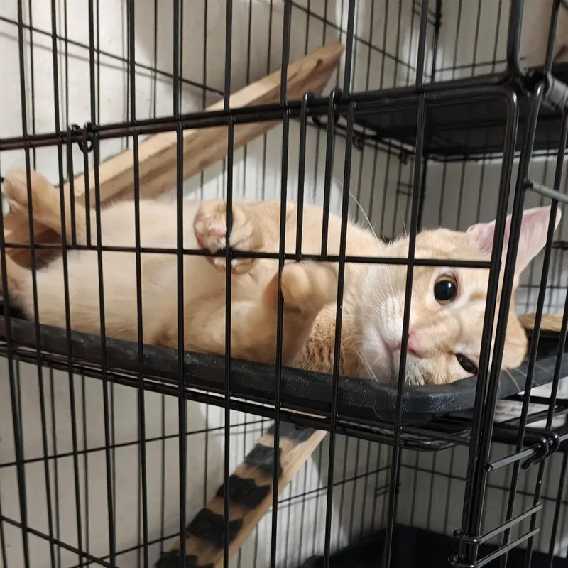 A young medium-sized male Orange / Red Domestic Short Hair cat named Cheshire for adoption in Tulsa, OK