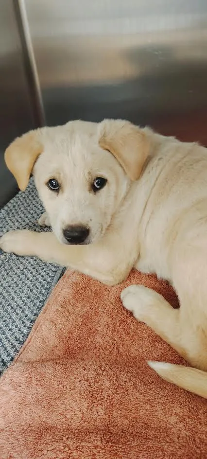 A baby small-sized female Labrador Retriever dog named A for adoption in San Pedro, CA