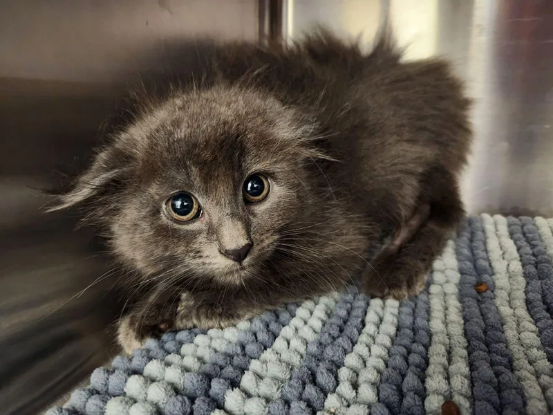 A baby medium-sized male Domestic Long Hair cat named Flint for adoption in Liberty, MO