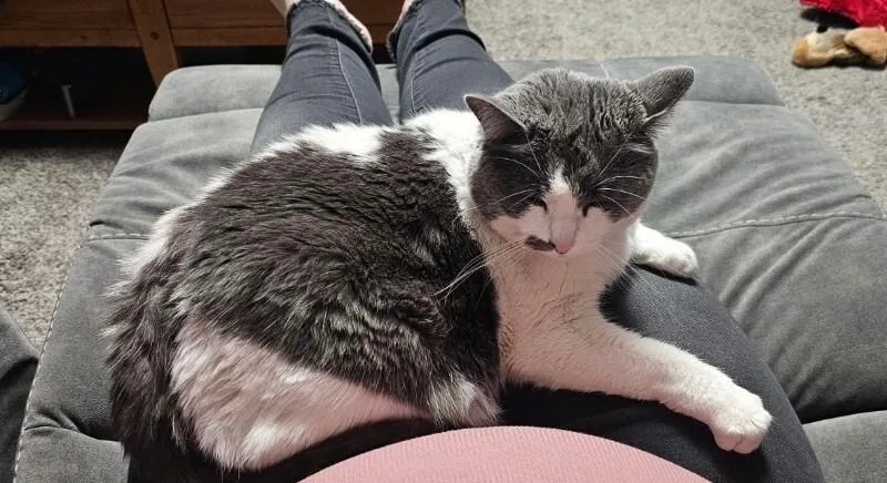 A senior medium-sized female White Domestic Short Hair cat named Graycie for adoption in Fruit Heights, UT