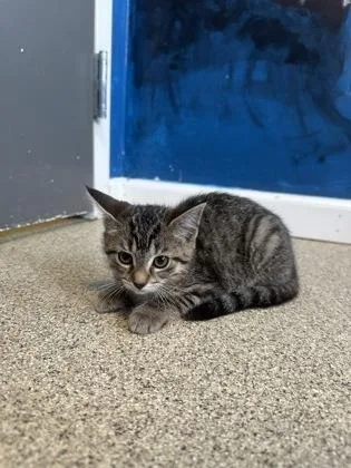 A baby small-sized female Brown / Chocolate Domestic Short Hair cat named Sherbet for adoption in Harbor Springs, MI
