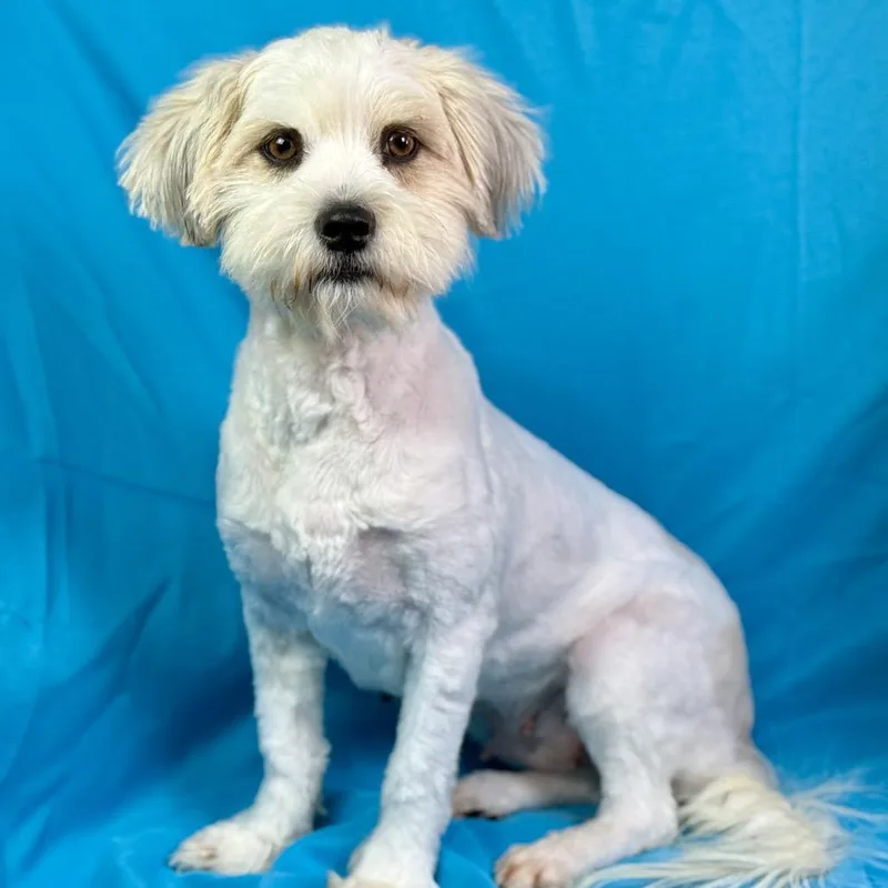 Ruffles: From Matted To thumbnail 2