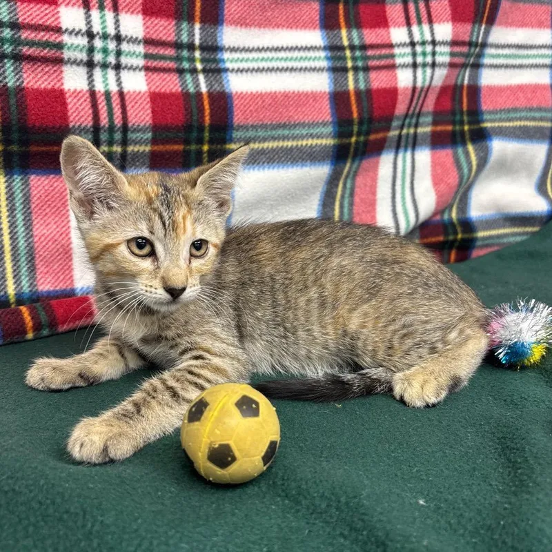 A baby small-sized female Torbie Domestic Short Hair cat named Taryn for adoption in Hawthorne, CA