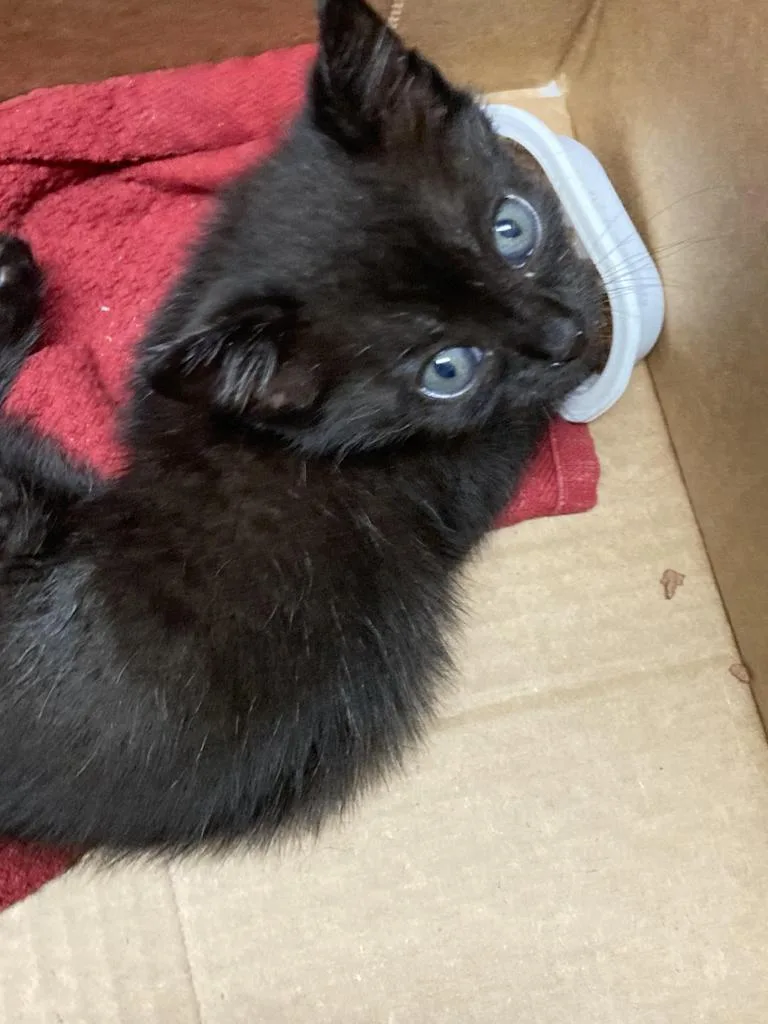 A baby medium-sized male Domestic Short Hair cat named Yokohama for adoption in Burnsville, NC