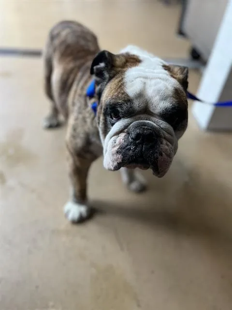 An adult large-sized male English Bulldog dog named A for adoption in Chula Vista, CA