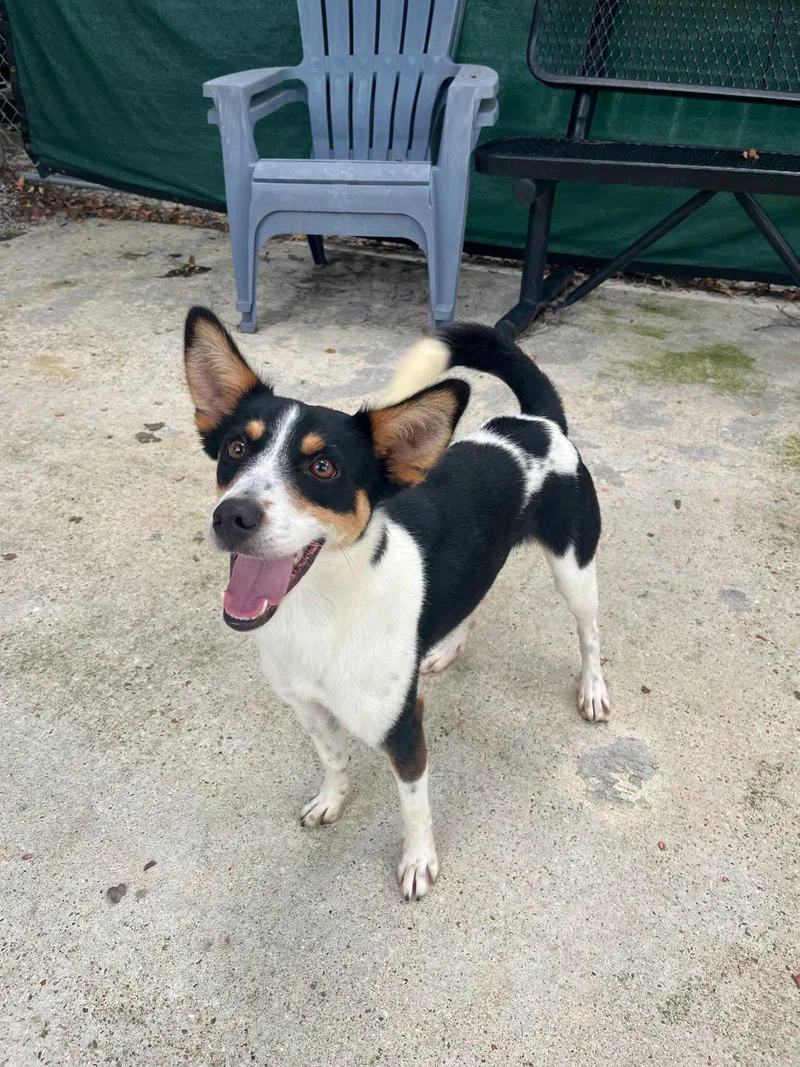 An adult small-sized male Rat Terrier dog named Flash for adoption in Baton Rouge, LA