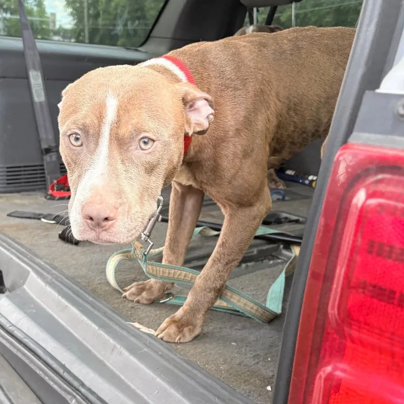 A young medium-sized male Brown / Chocolate Pit Bull Terrier dog named Archer for adoption in West Chester, PA