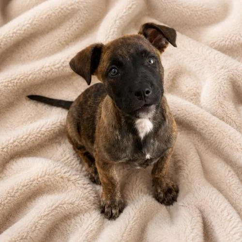 A baby small-sized female Black Labrador Retriever dog named Macchi for adoption in Lathrop, CA