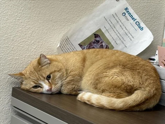 An adult large-sized male Domestic Short Hair cat named Ruberiot for adoption in Las Vegas, NV