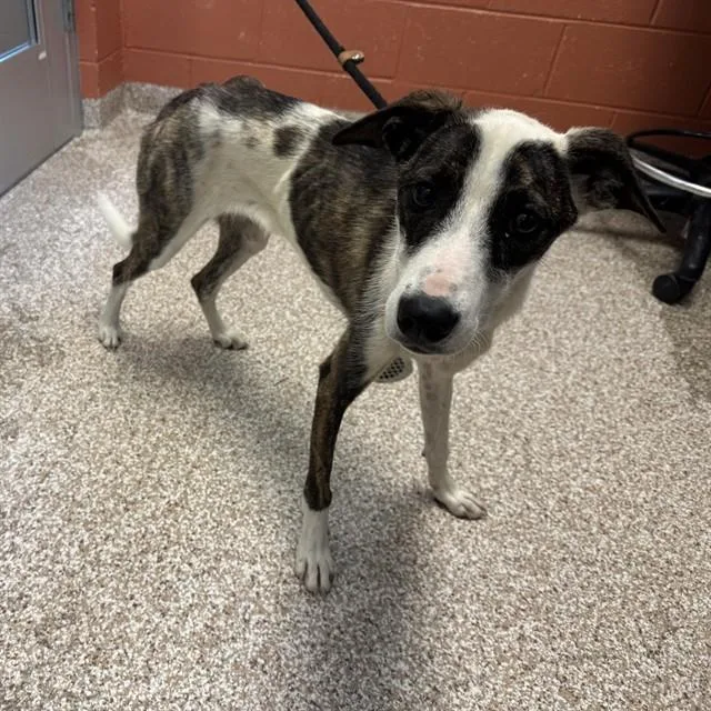 A young medium-sized female Australian Cattle Dog / Blue Heeler dog named Hera for adoption in Colorado Springs, CO