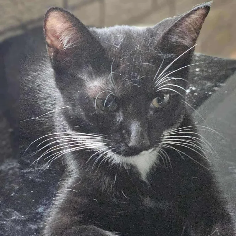 Tyson Beckford thumbnail 2