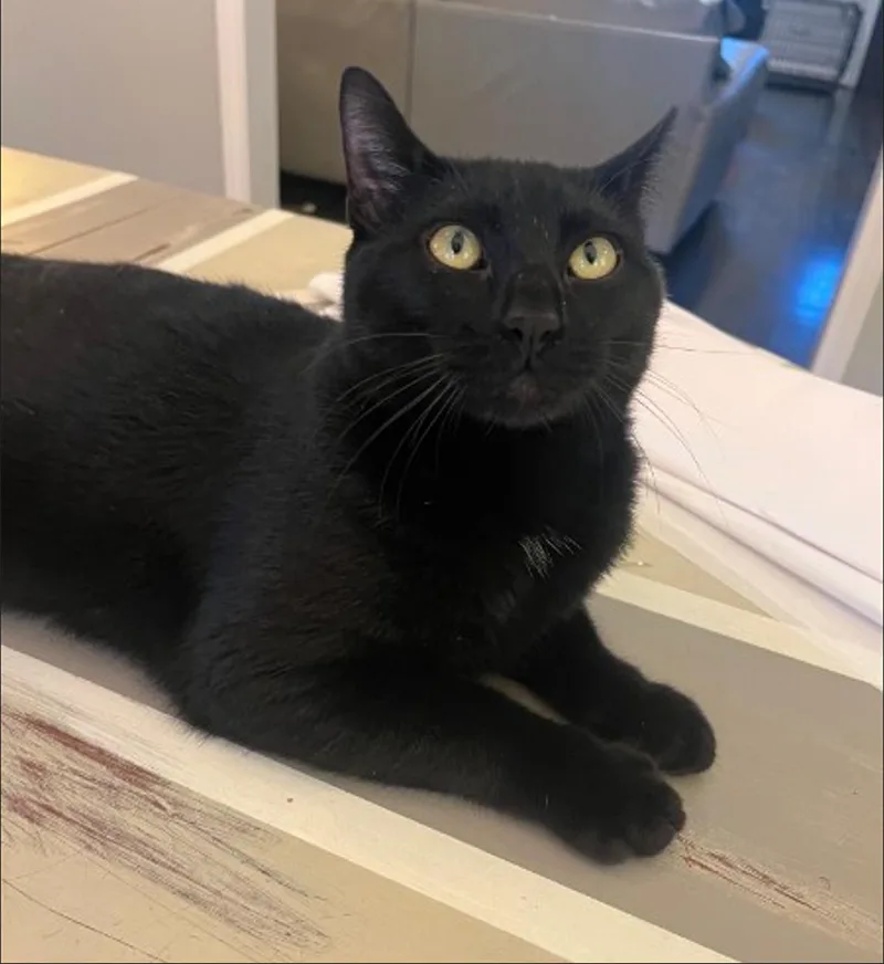 A young medium-sized male Black Domestic Short Hair cat named Friday for adoption in Houston, TX