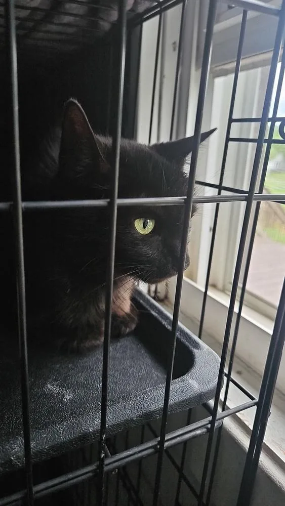 Jacquins thumbnail 2