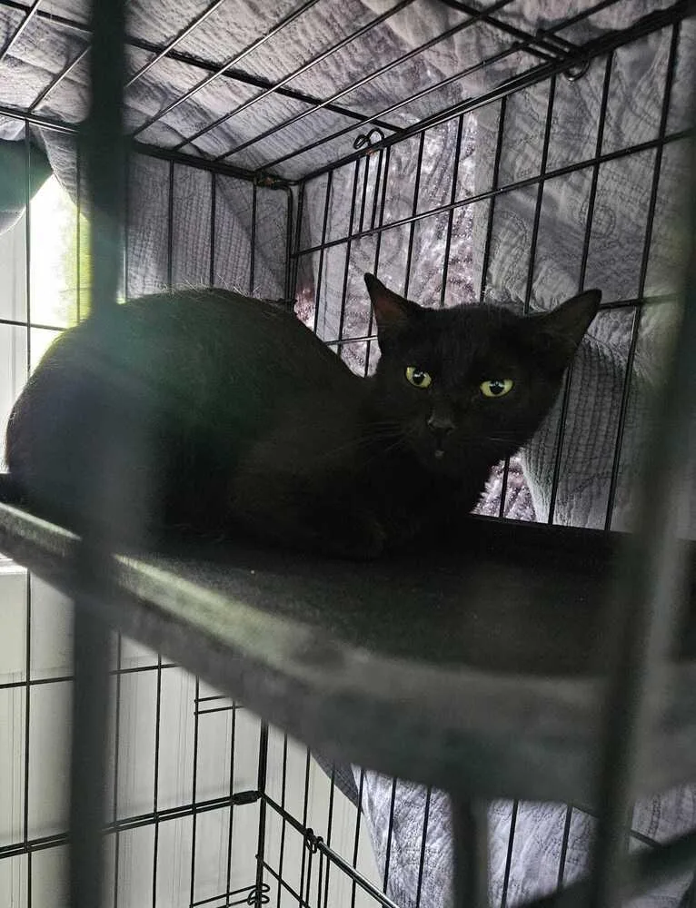 Jacquins thumbnail 3