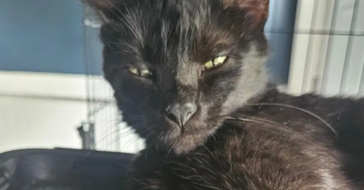 Jacquins thumbnail 4