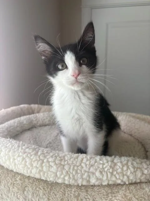 Dexter