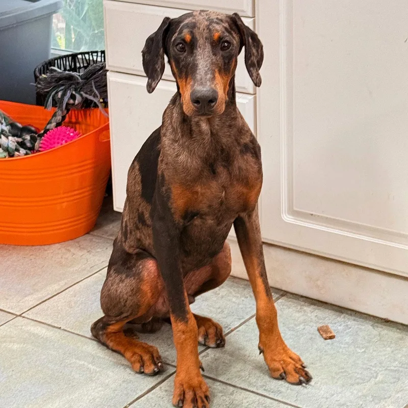 A young medium-sized male Doberman Pinscher dog named Phantom for adoption in Oakland Park, FL