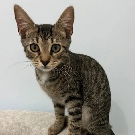 A baby small-sized female Black Domestic Short Hair cat named Kona for adoption in Jupiter, FL
