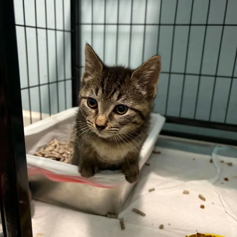 A baby small-sized female Brown / Chocolate Domestic Short Hair cat named Charlotte for adoption in Pasadena , MD