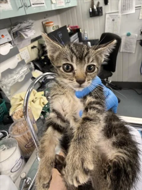 A baby small-sized female Brown / Chocolate Domestic Short Hair cat named Declan for adoption in Woodland, CA