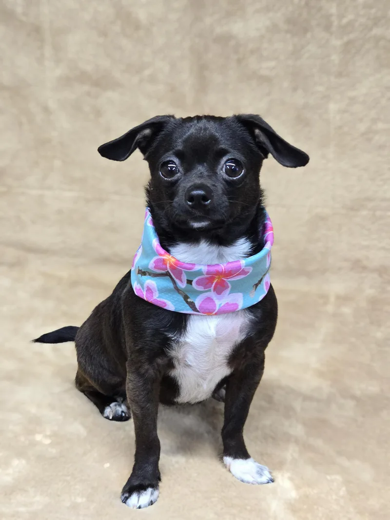 A young small-sized female Black Chihuahua dog named Morticia for adoption in San Pedro, CA