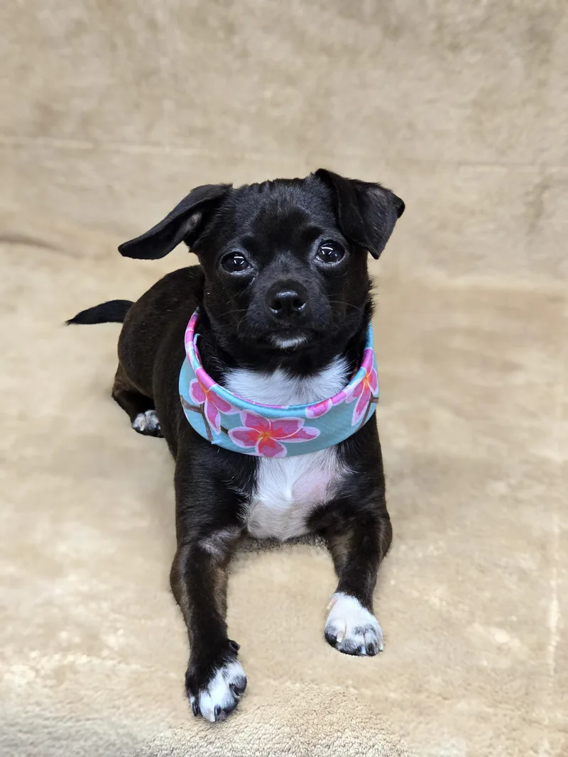 Morticia thumbnail 2