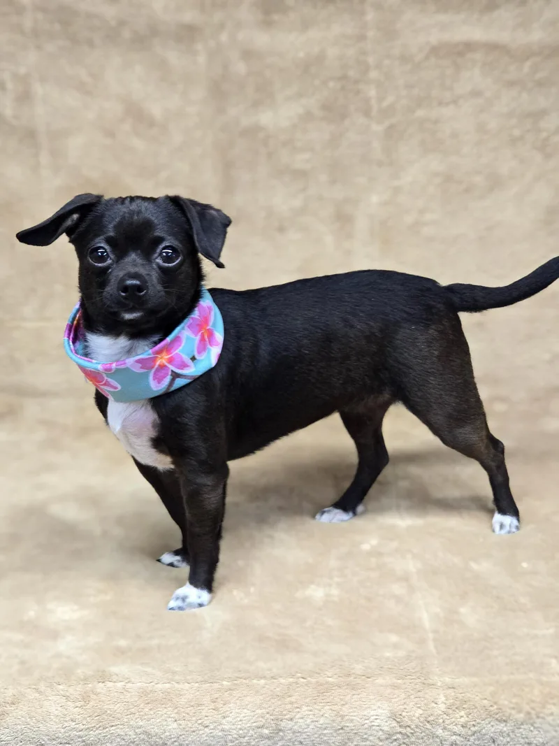 Morticia thumbnail 3