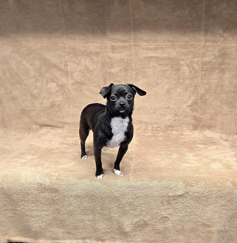 Morticia thumbnail 4