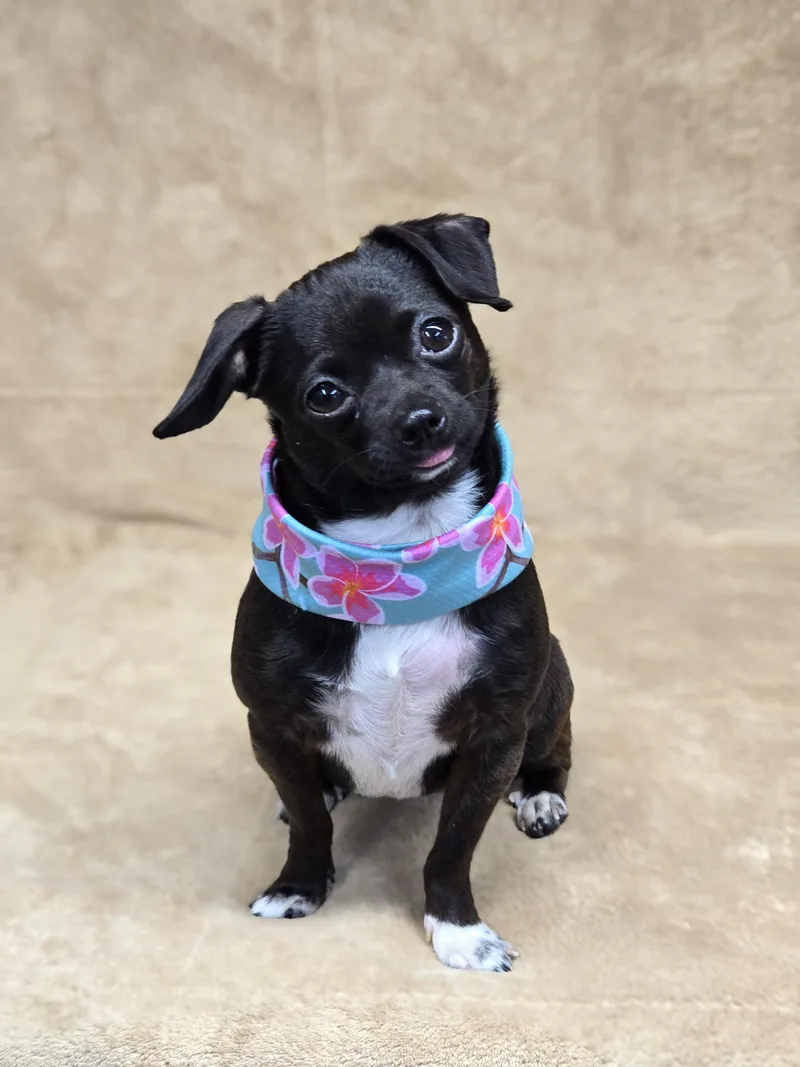 Morticia thumbnail 5