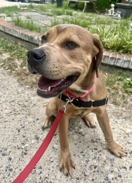 A young large-sized female Apricot / Beige Terrier dog named Diana for adoption in Annapolis, MD