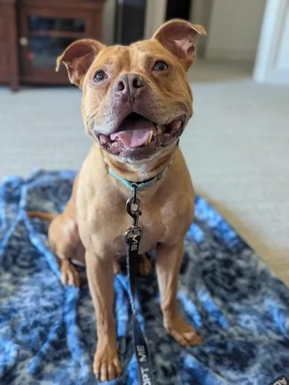 An adult large-sized male Yellow / Tan / Blond / Fawn Pit Bull Terrier dog named King Barrett for adoption in Kansas City, MO