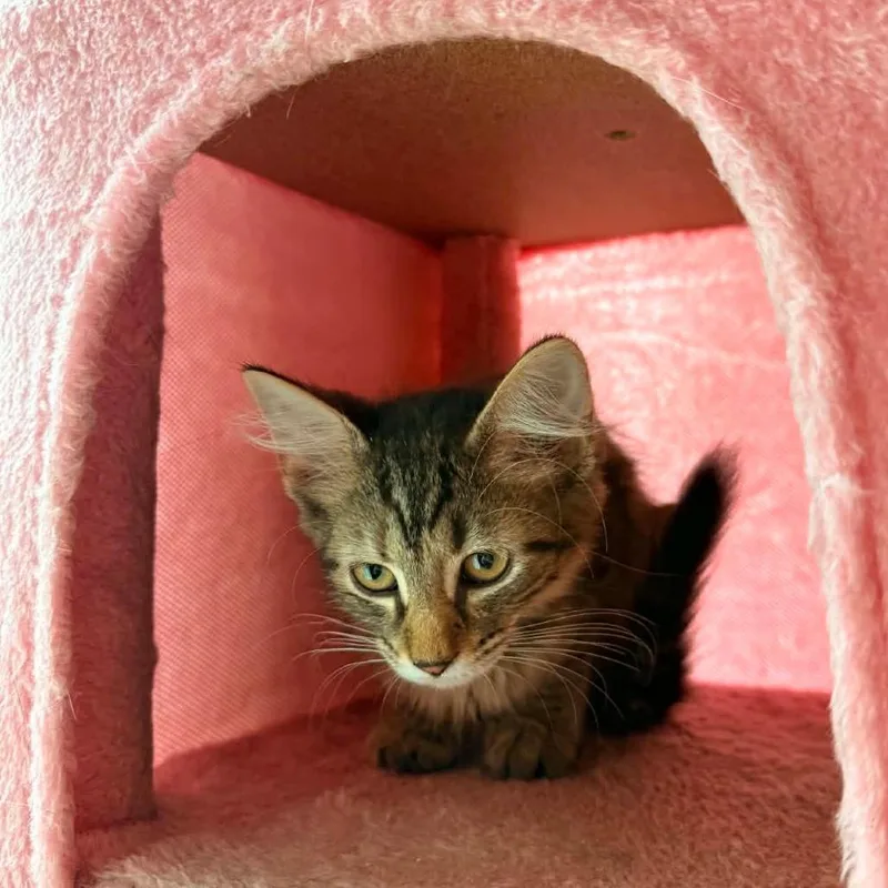 Pop Goes Purrfection