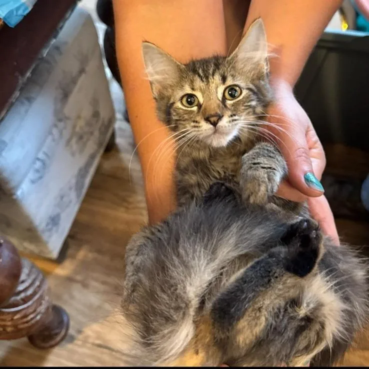 Pop Goes Purrfection thumbnail 2